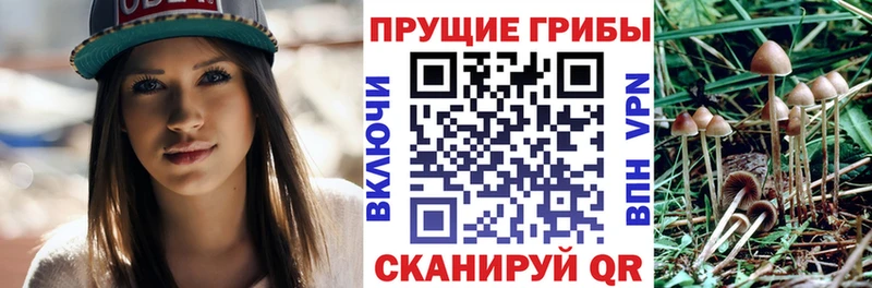 Псилоцибиновые грибы GOLDEN TEACHER  Гурьевск 